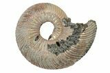 Iridescent, Pyritized Ammonite Fossils - 3/4" to 1" - Photo 4